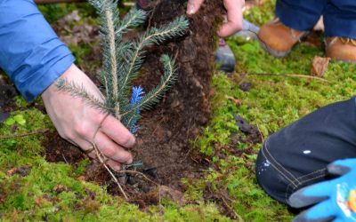 Baumpflanz-Spenden-Aktion 2022 für den Bergwald Allgäu